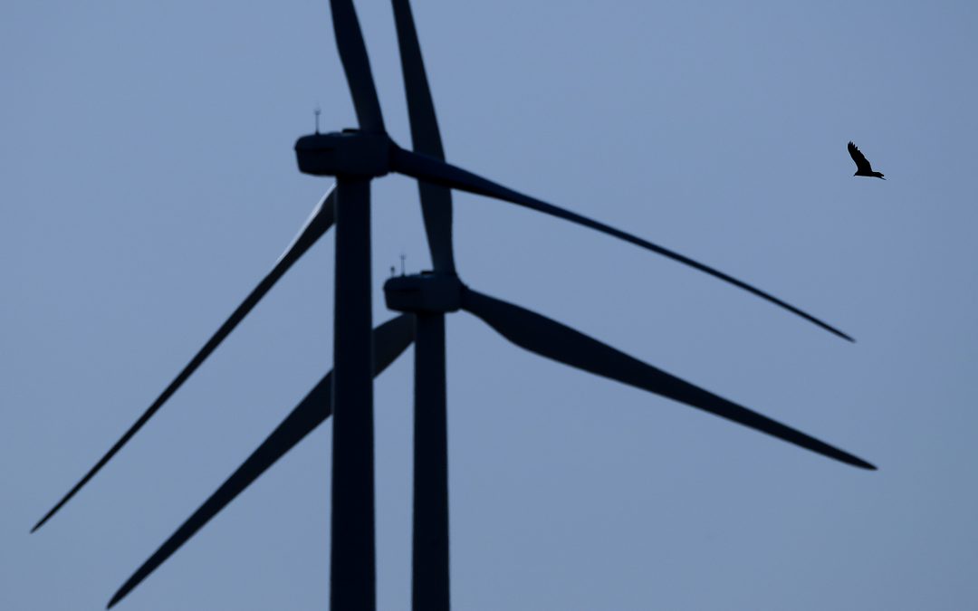 Ex-wildlife chief: Trump rule could kill billions of birds