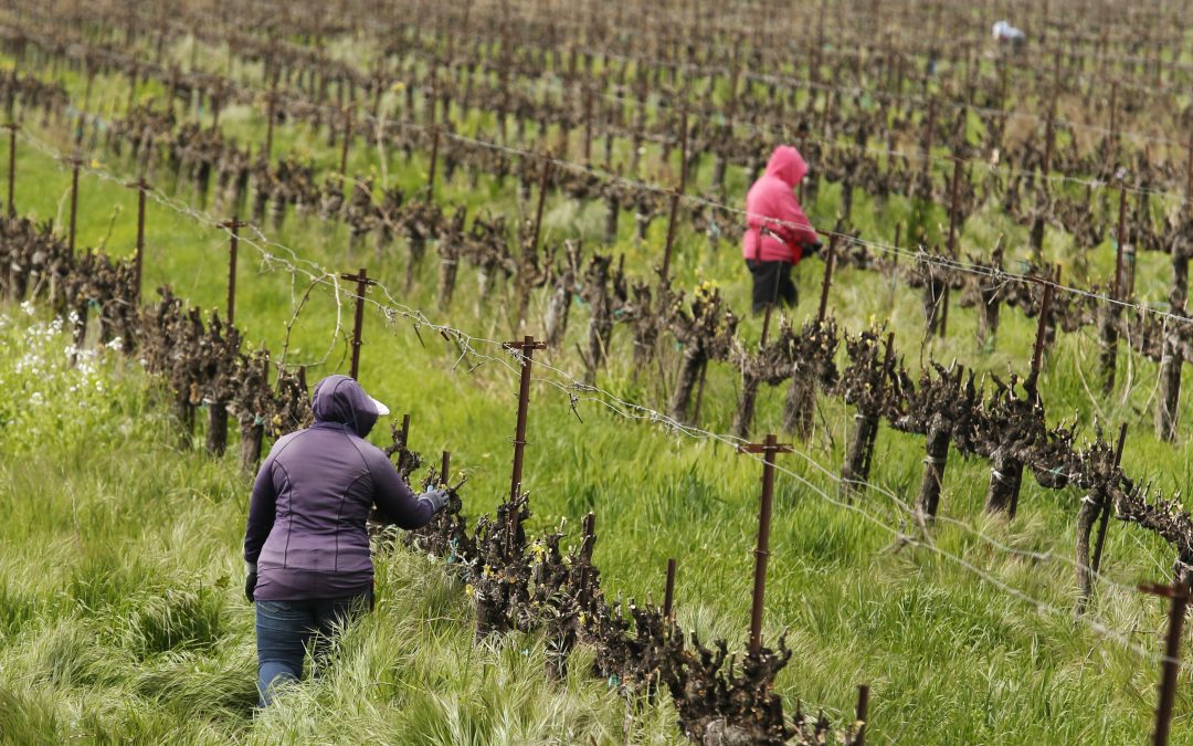 Farmworkers key to keeping US fed are wary of virus spread