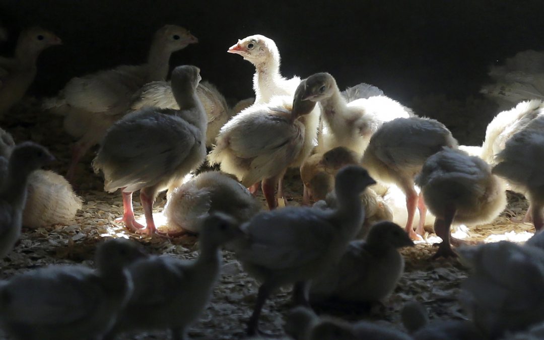 Industry scrambles to stop fatal bird flu in South Carolina