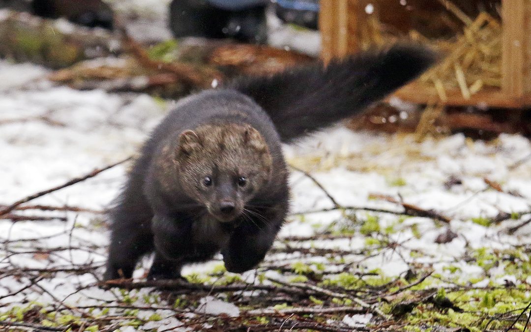 US: Weasel-like mammal endangered in southern Sierra Nevada