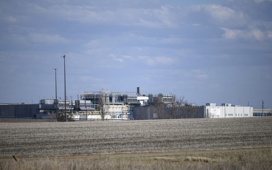 Healthy pigs being killed as meatpacking backlog hits farms