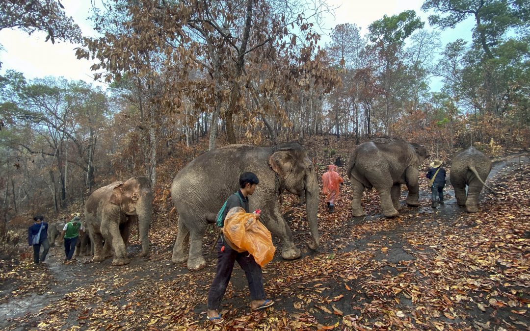 Thai elephants, out of work due to coronavirus, trudge home