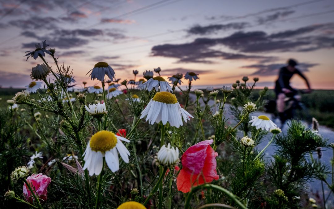 EU urged to act against pesticides to fight insect decline