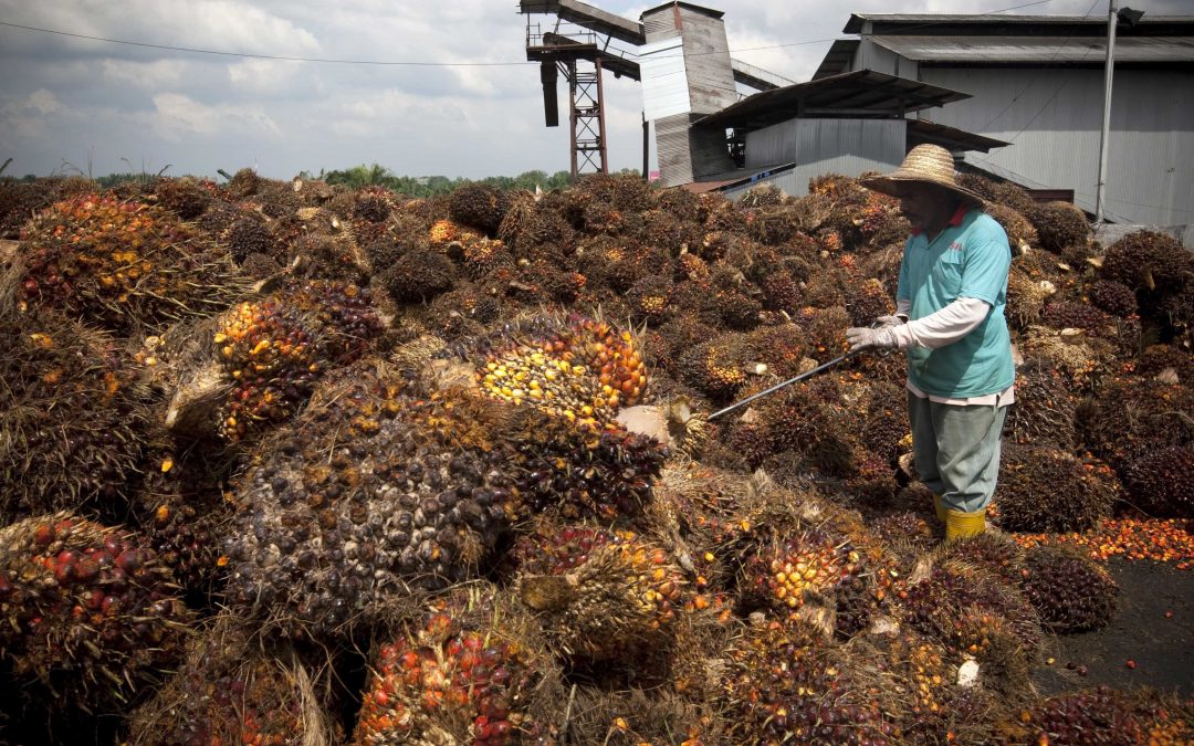 Malaysian palm oil giant hit with forced labor allegations
